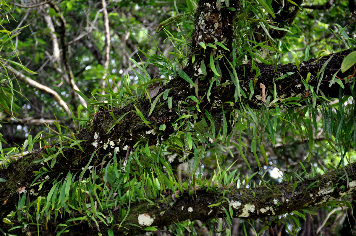 Image of Pyrrosia lanceolata specimen.