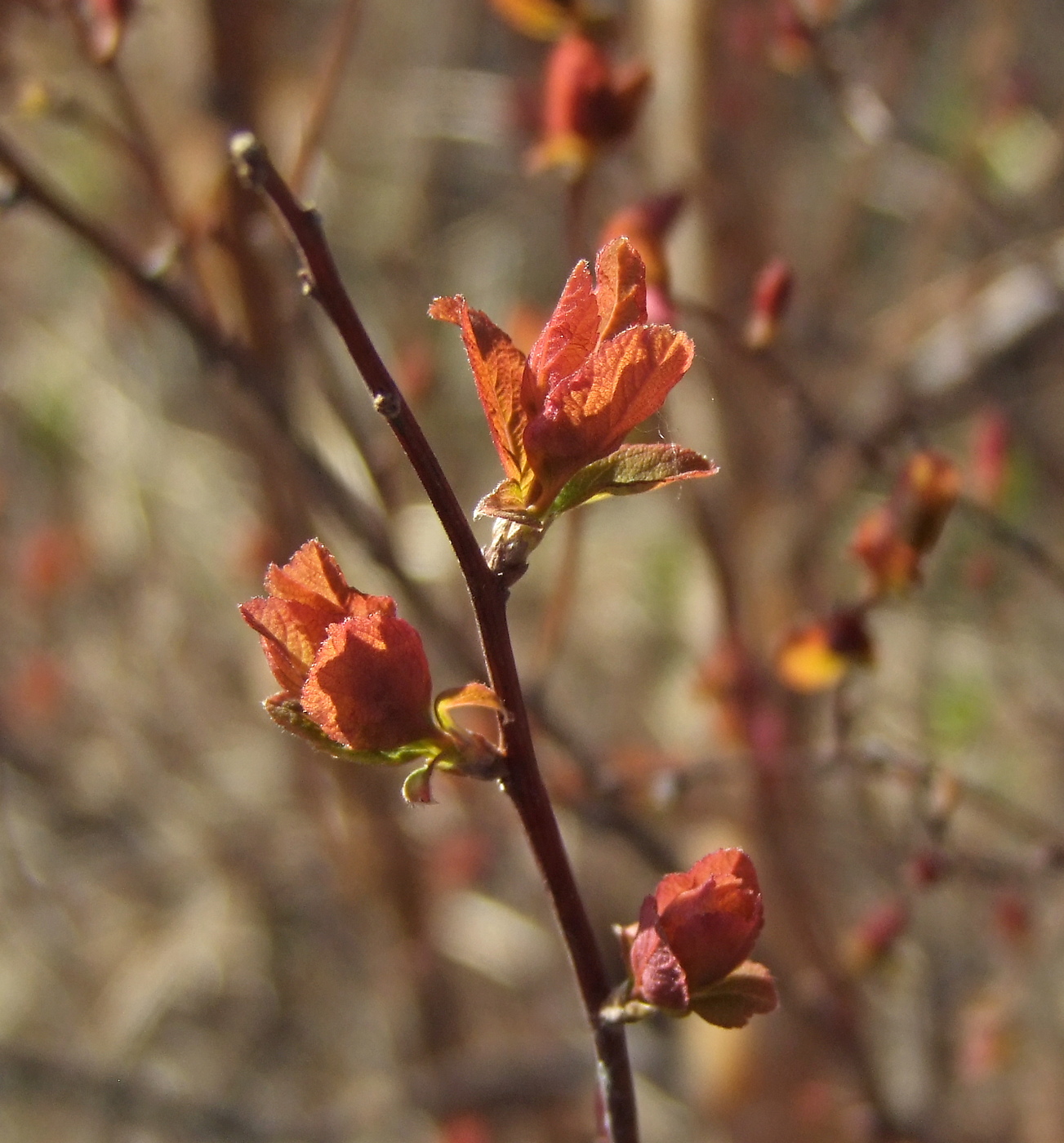 Изображение особи Spiraea beauverdiana.