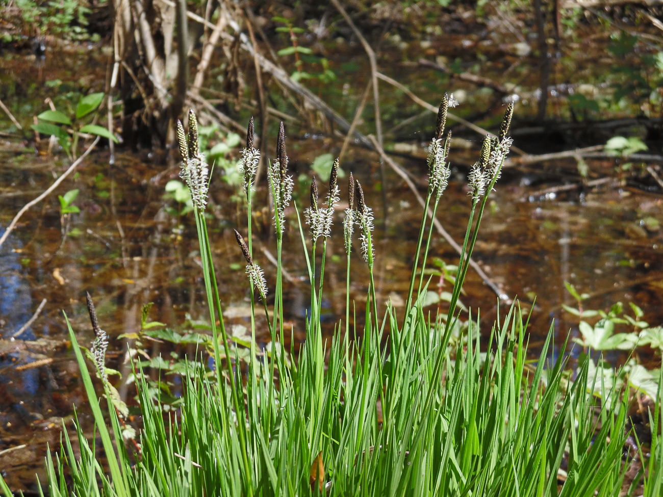 Изображение особи Carex cespitosa.