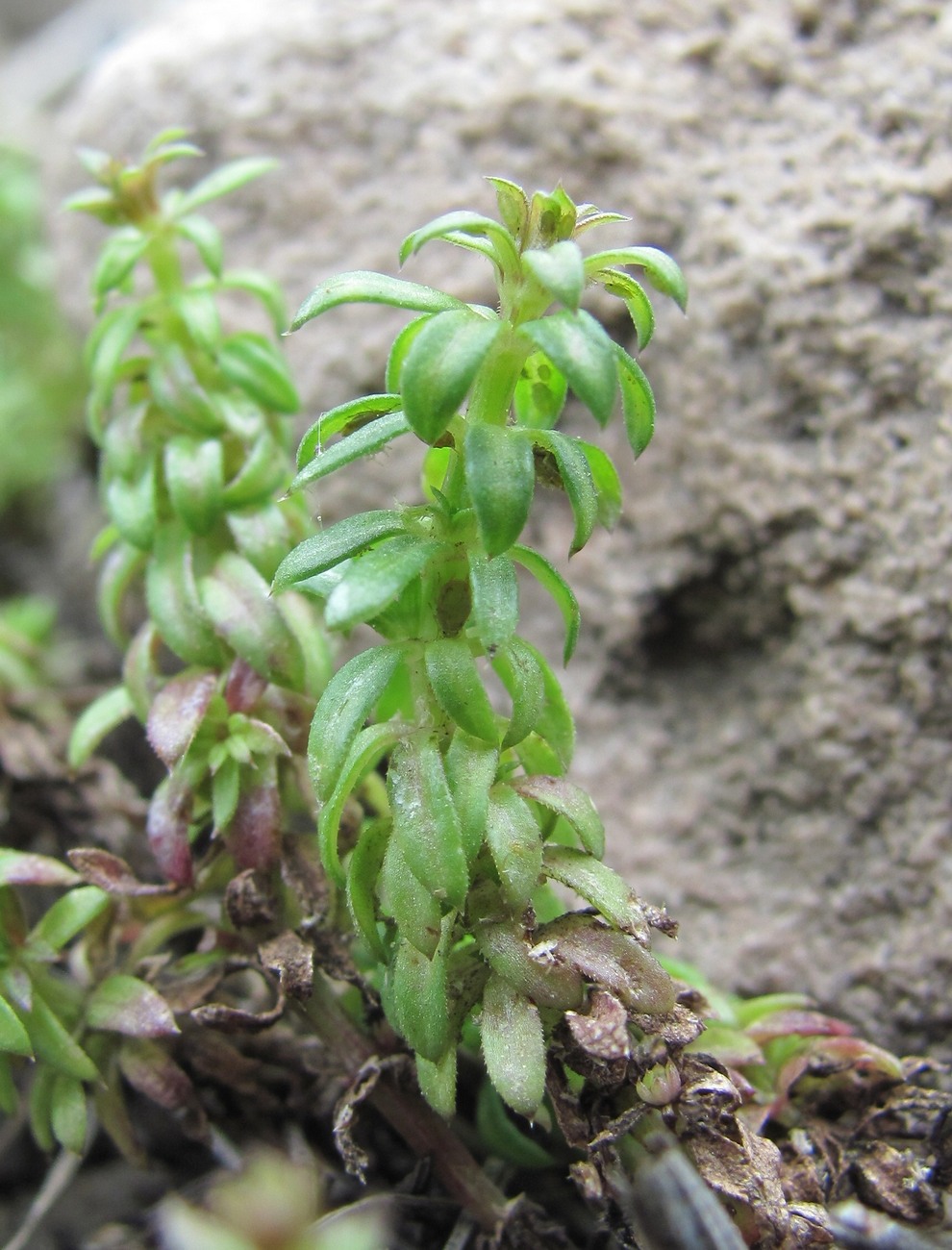 Изображение особи Galium humifusum.