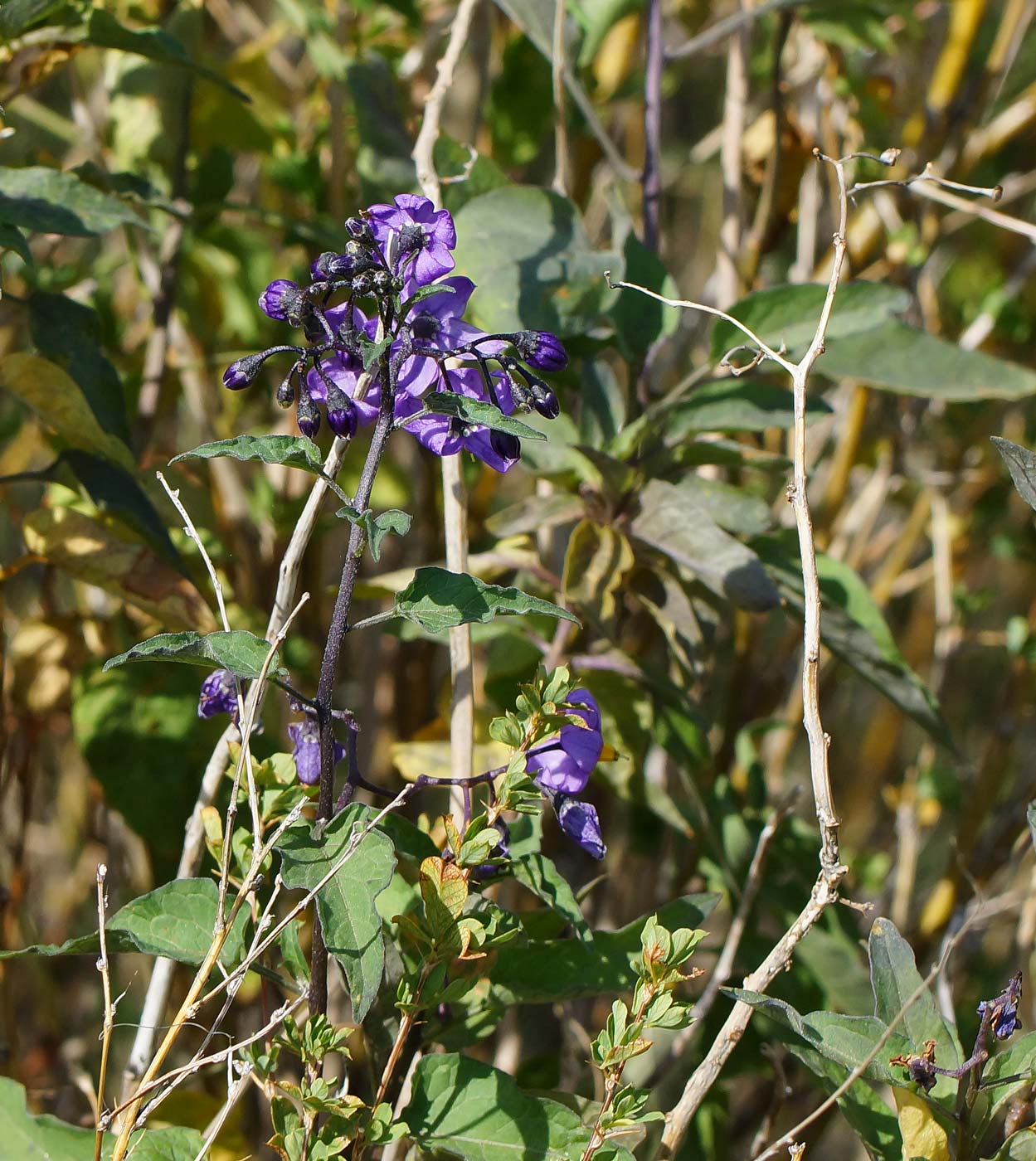 Изображение особи Solanum dulcamara.