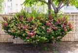 genus Bougainvillea