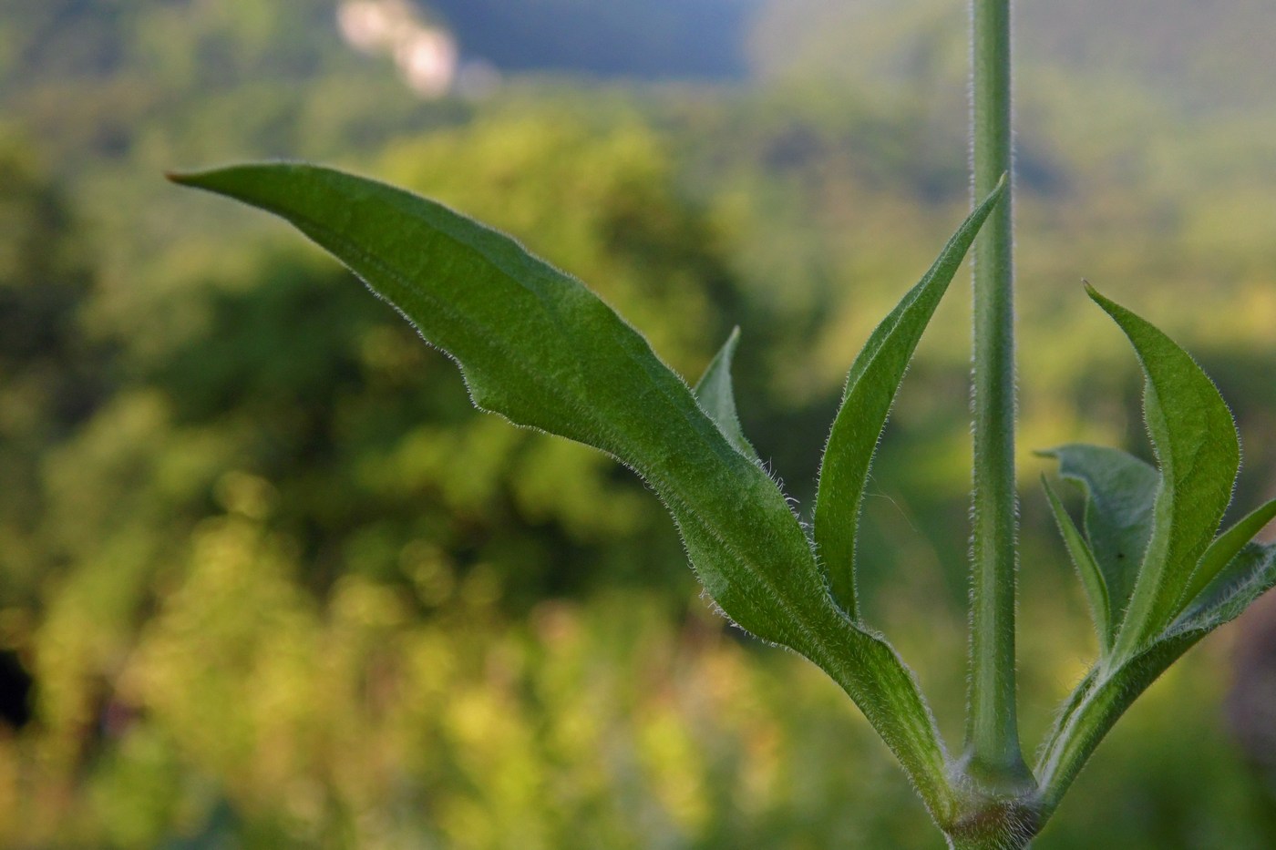 Image of Silene italica specimen.