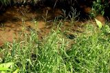 Glyceria fluitans