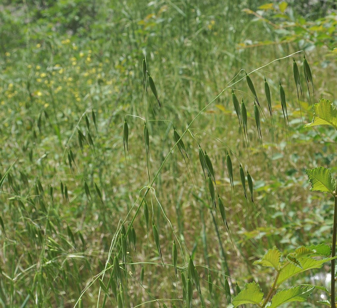 Image of genus Avena specimen.