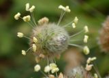 Plantago lagopus