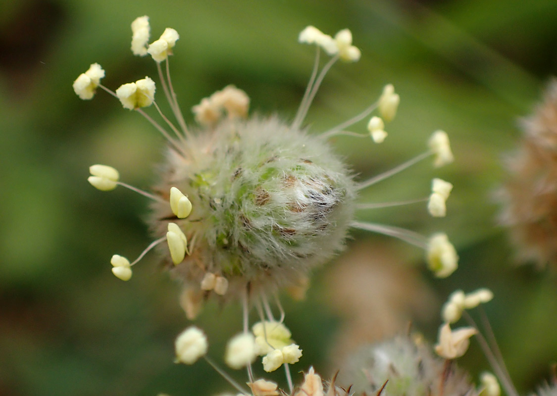 Изображение особи Plantago lagopus.