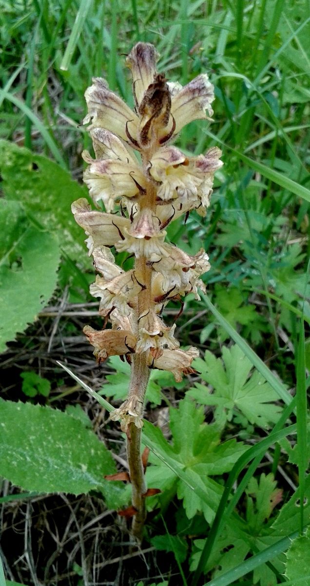 Image of Orobanche pallidiflora specimen.