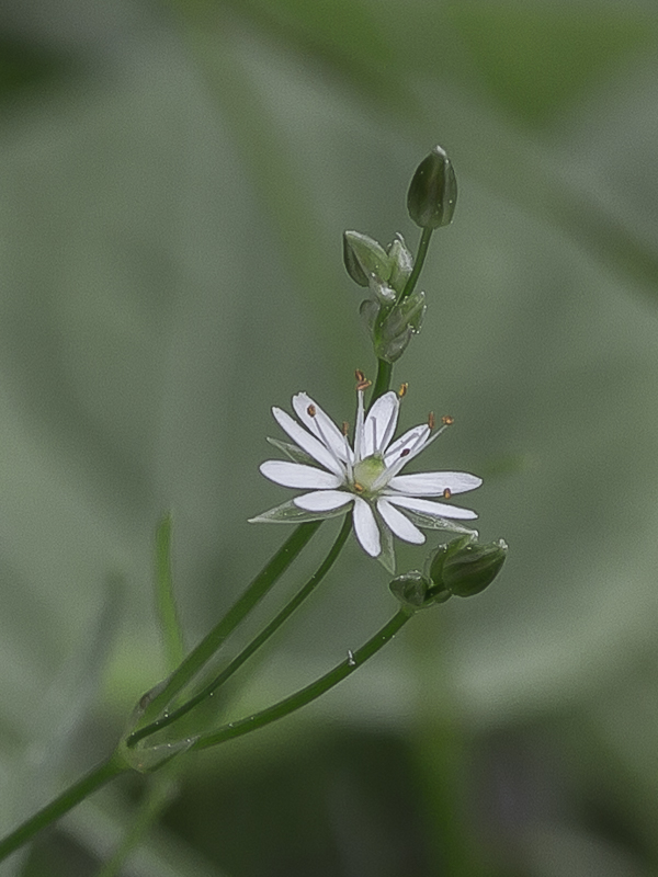 Image of Stellaria graminea specimen.