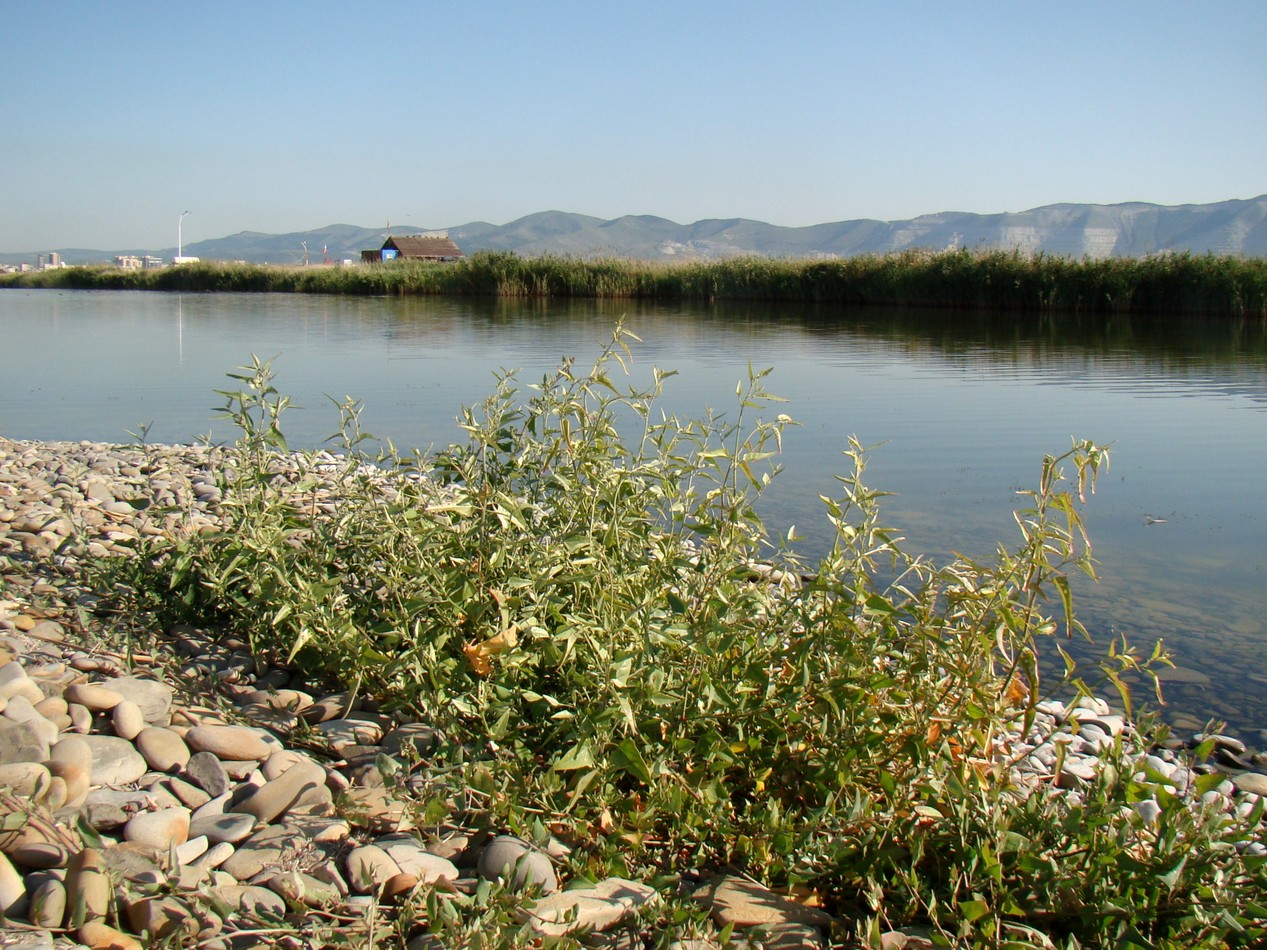 Image of Atriplex aucheri specimen.