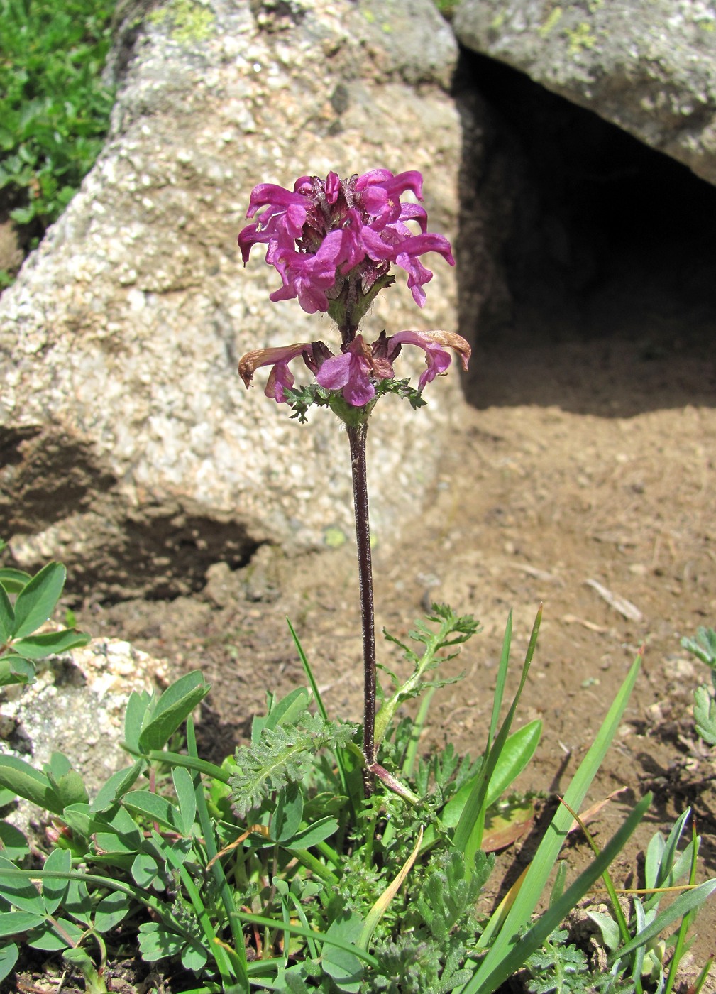 Изображение особи Pedicularis crassirostris.