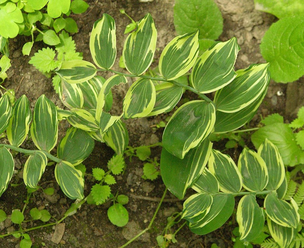 Image of Polygonatum × hybridum specimen.