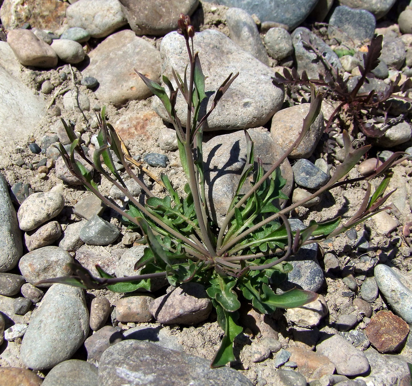 Image of Arabidopsis lyrata specimen.