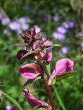 Pedicularis resupinata