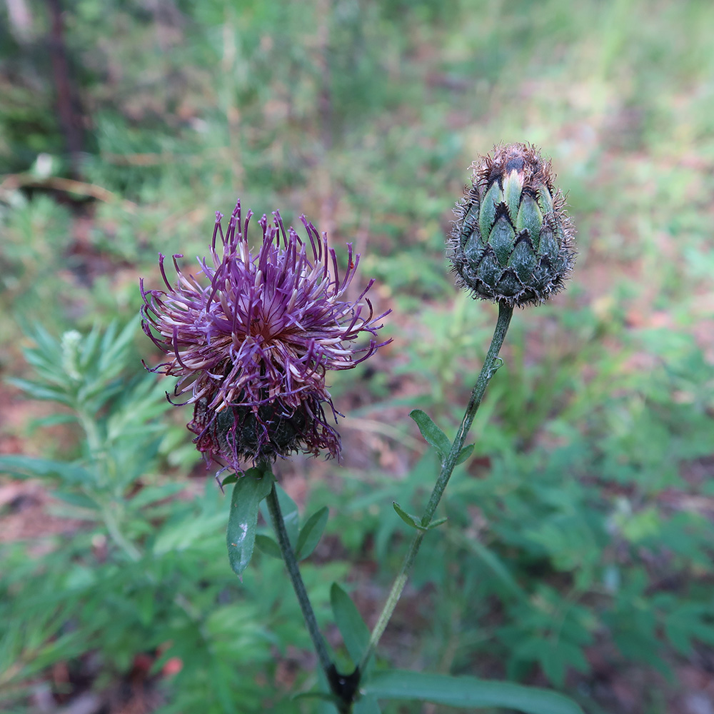 Image of Centaurea scabiosa specimen.