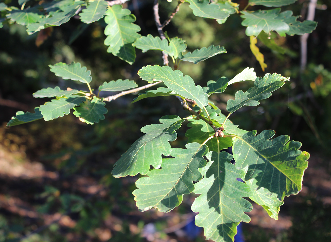 Изображение особи род Quercus.