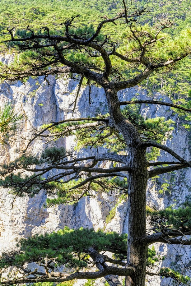 Image of Pinus pallasiana specimen.