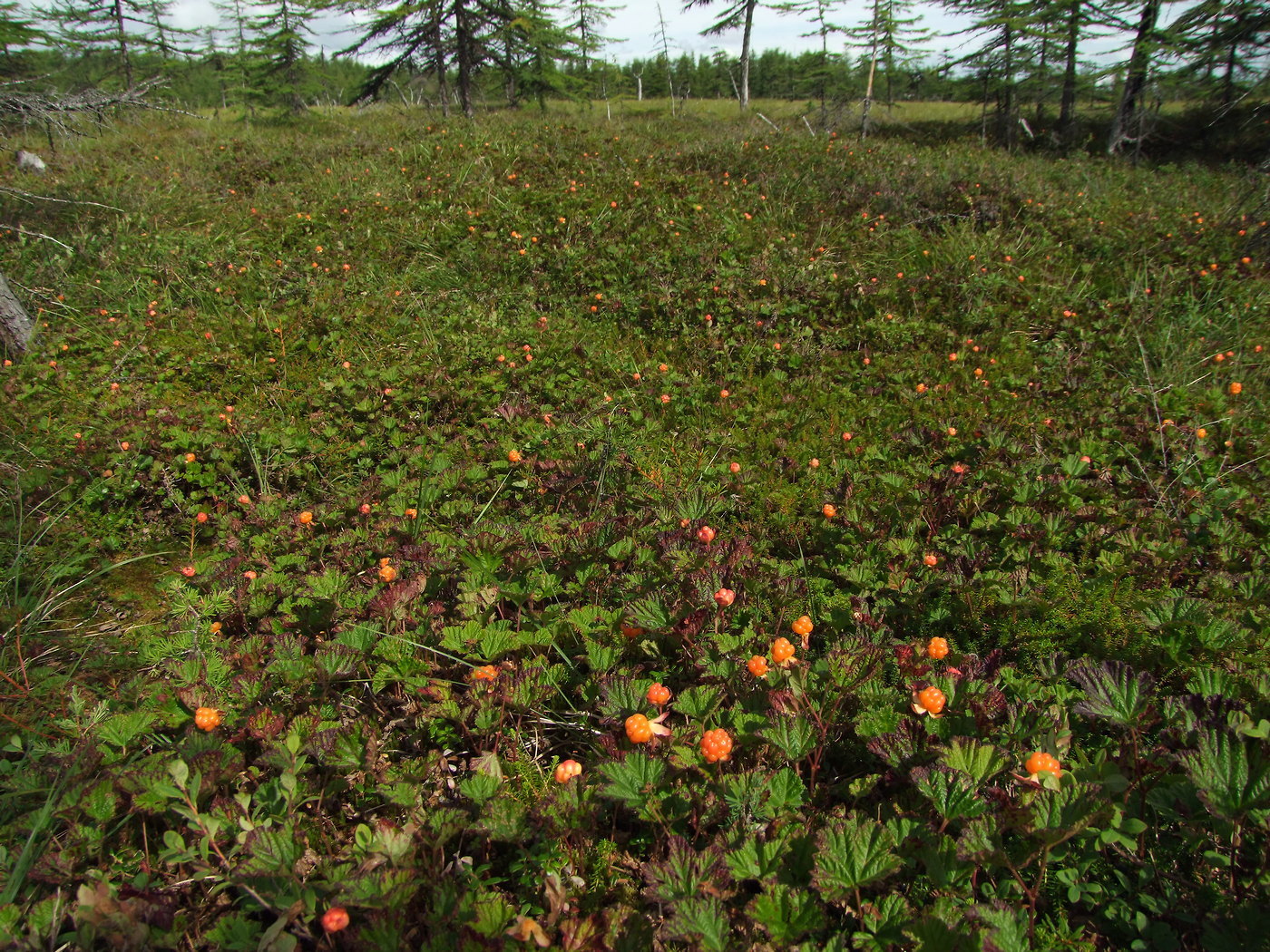 Изображение особи Rubus chamaemorus.