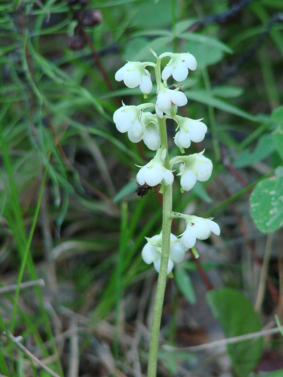 Image of Pyrola rotundifolia specimen.