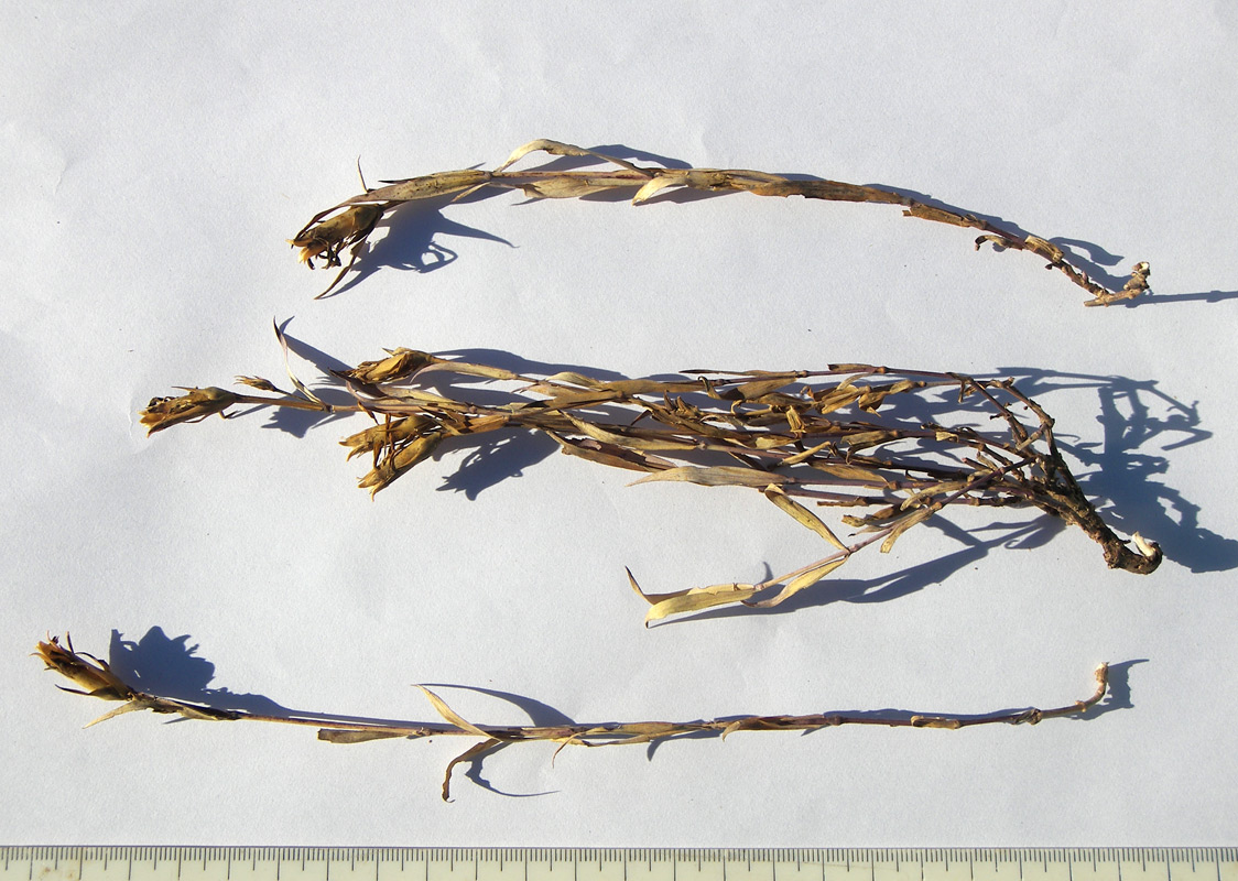 Image of Dianthus abchasicus specimen.