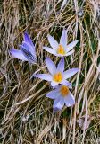 Crocus reticulatus