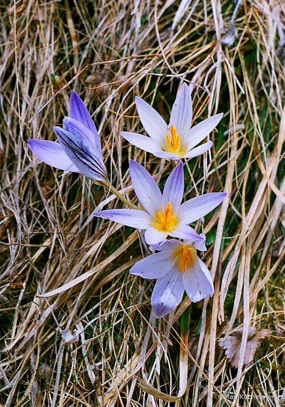 Изображение особи Crocus reticulatus.