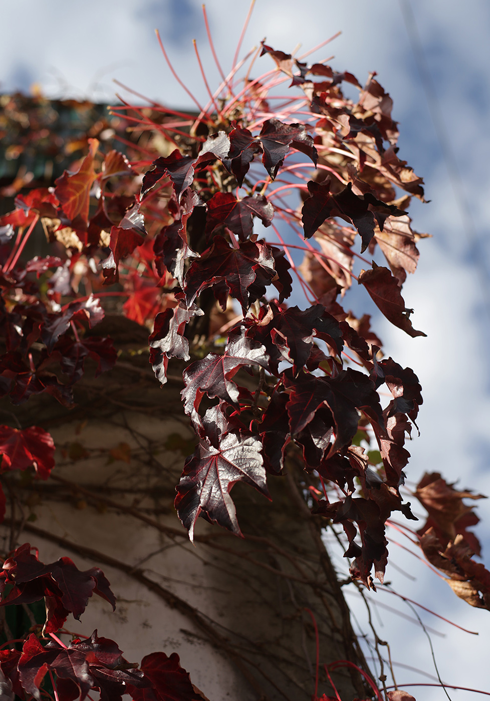 Image of Parthenocissus tricuspidata specimen.