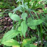 Adenophora liliifolia