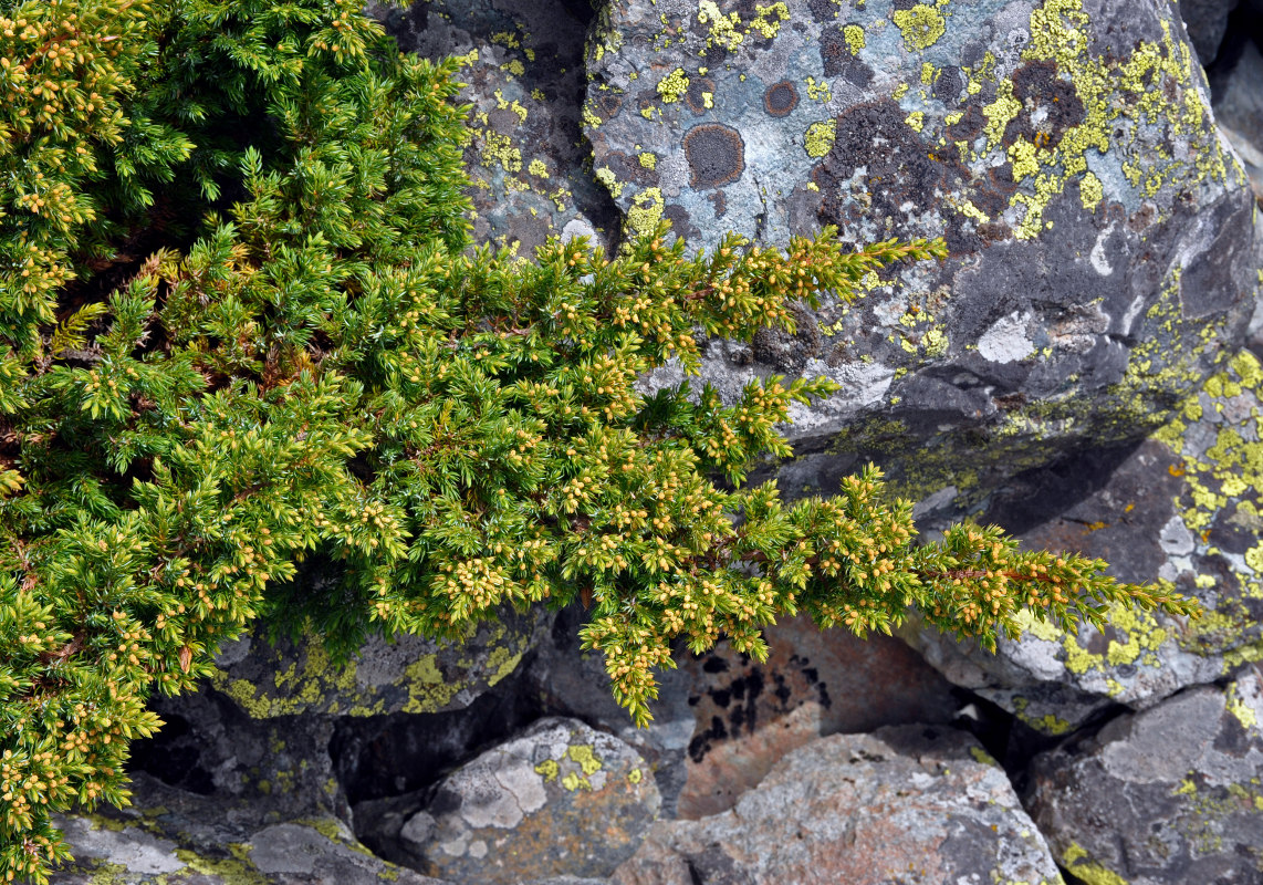 Изображение особи Juniperus sibirica.