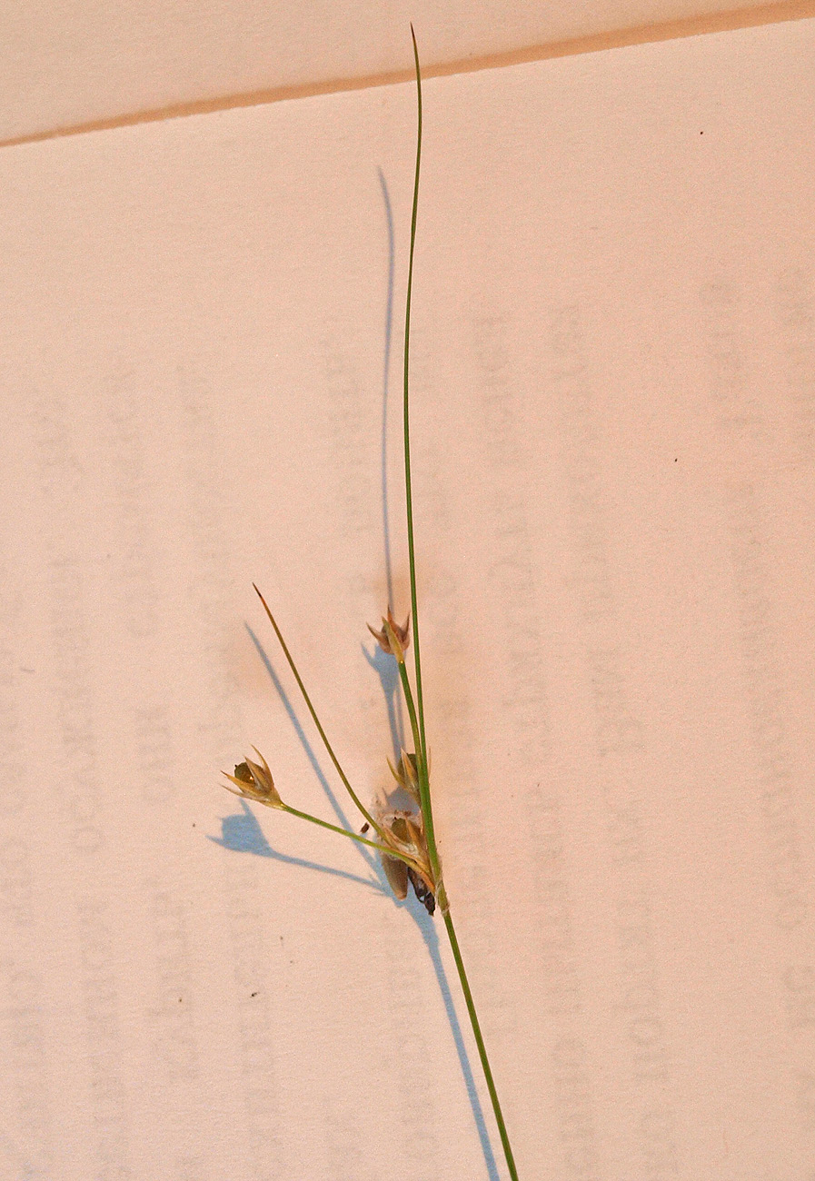 Image of Juncus tenuis specimen.