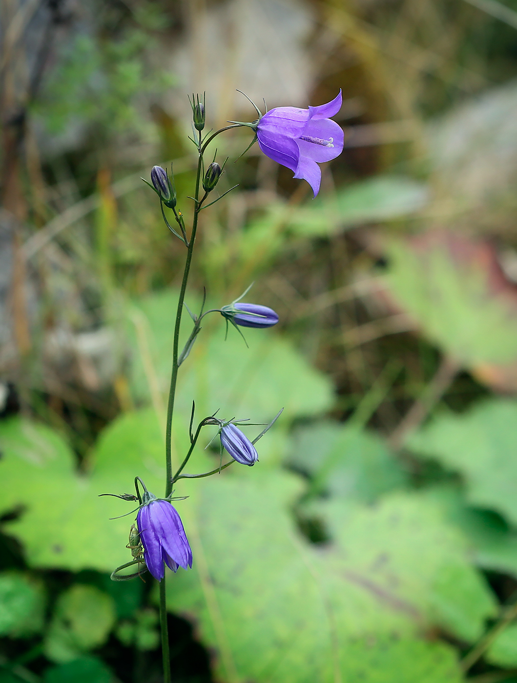 Изображение особи Campanula rotundifolia.