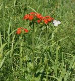 Lychnis chalcedonica. Верхушки цветущего растения с кормящейся бабочкой боярышницей. Казахстан, Восточно-Казахстанская обл., Глубоковский р-н, окр. с. Тарханка, восточный склон сопки. 23.06.2015.