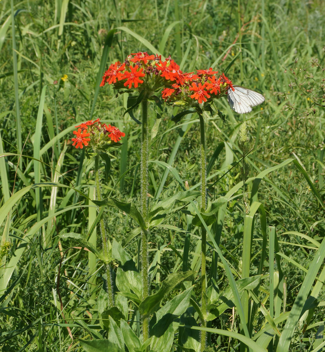 Изображение особи Lychnis chalcedonica.