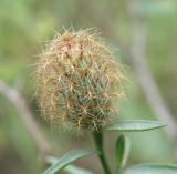 Centaurea trichocephala. Нераспустившееся соцветие. Север Кубани, роща на склоне. 02.07.2010.