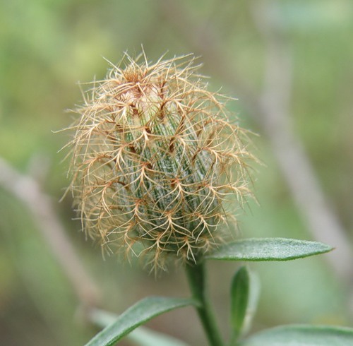 Image of Centaurea trichocephala specimen.