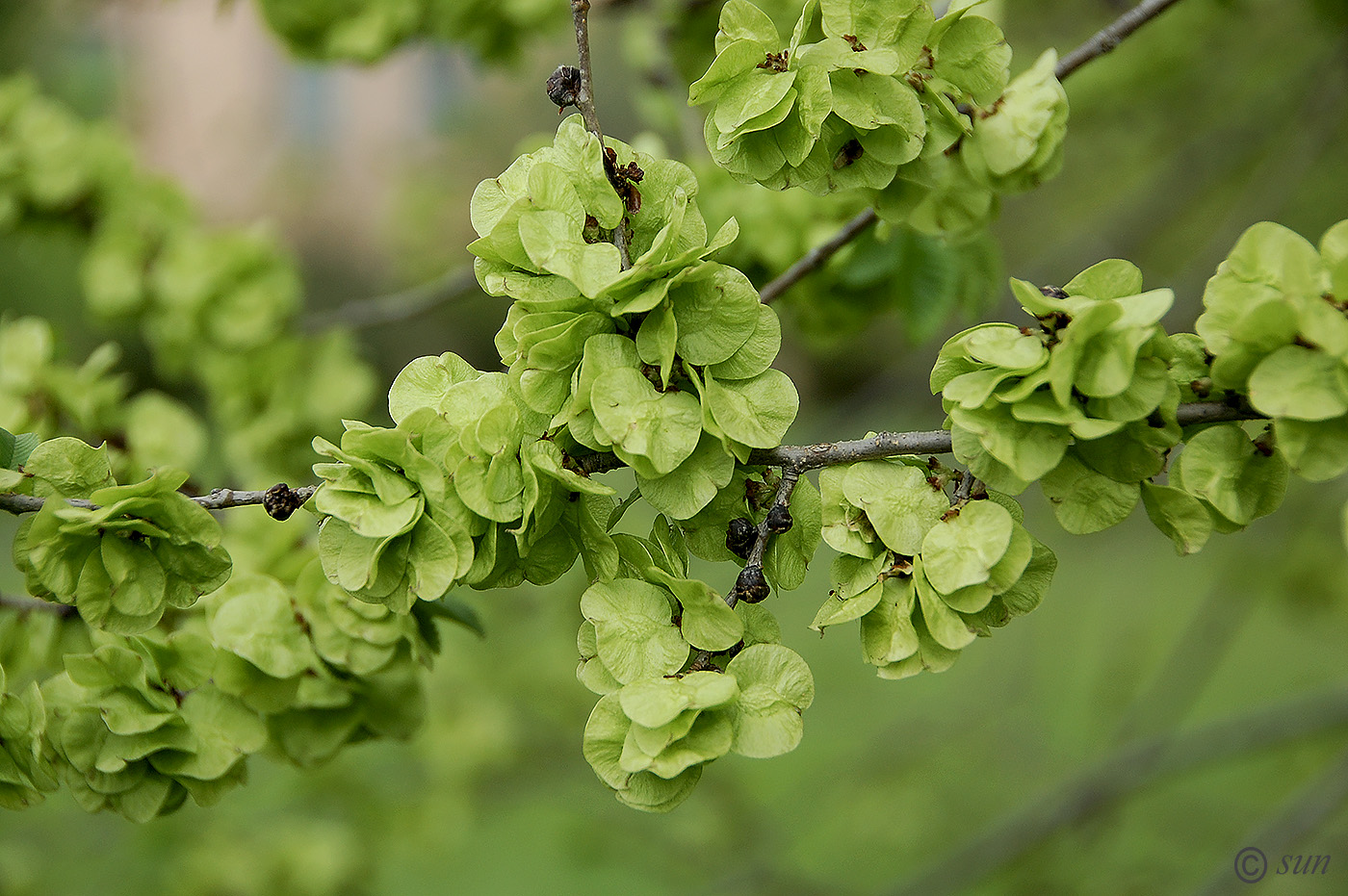 Image of Ulmus pumila specimen.