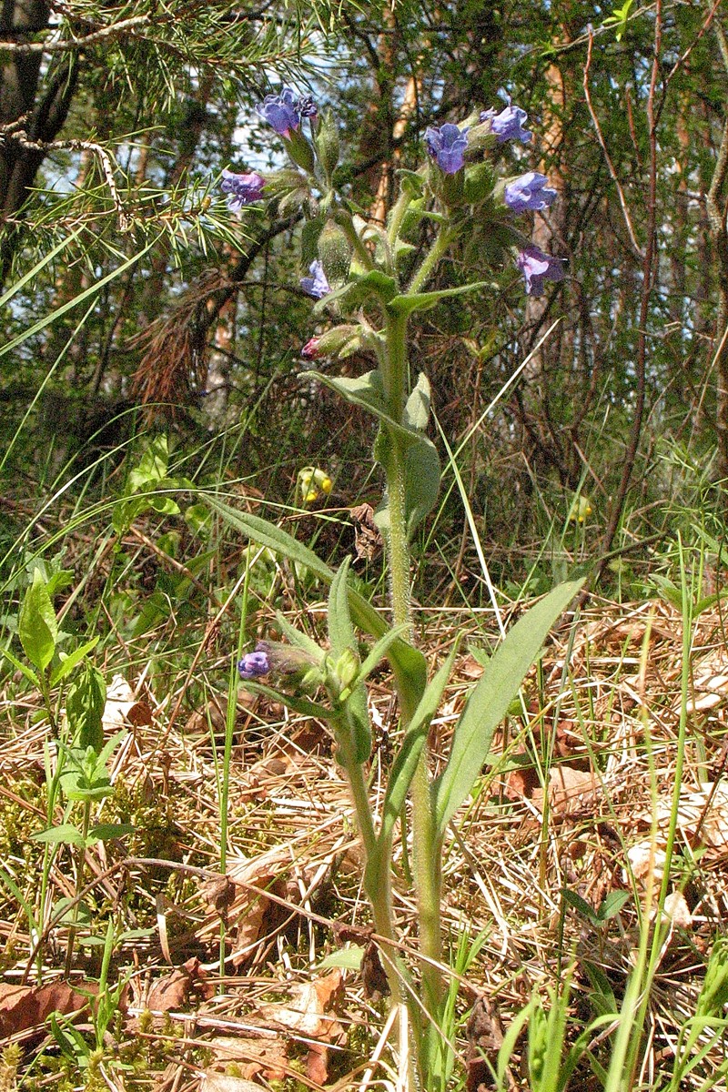 Image of Pulmonaria angustifolia specimen.