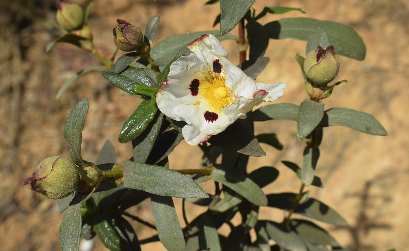 Image of Cistus ladanifer specimen.