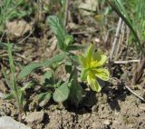 Helianthemum lasiocarpum. Цветущее растение. Дагестан, окр. с. Талги, каменистый склон. 22.04.2019.