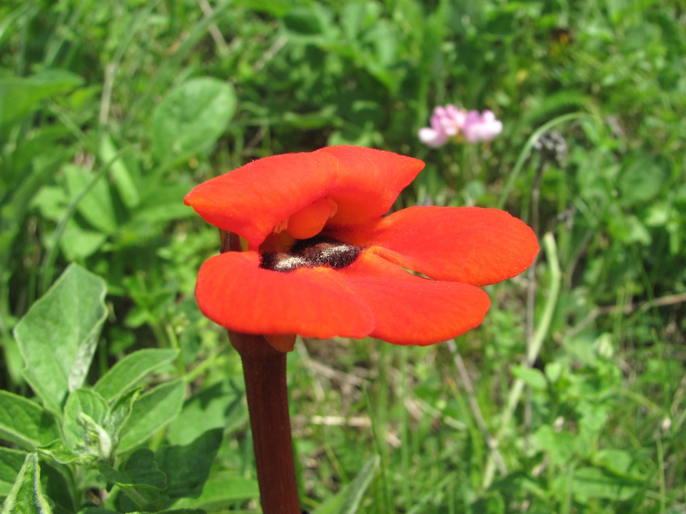 Image of Phelypaea coccinea specimen.