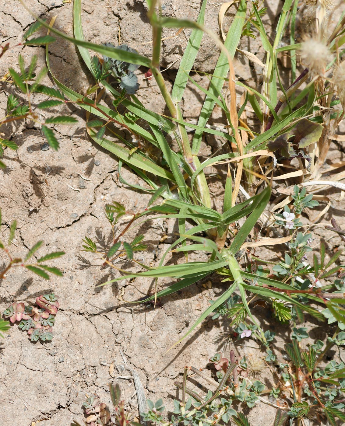 Изображение особи Cenchrus ciliaris.