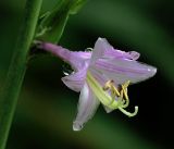 Hosta fortunei