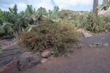 Cylindropuntia leptocaulis