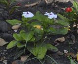 Catharanthus roseus