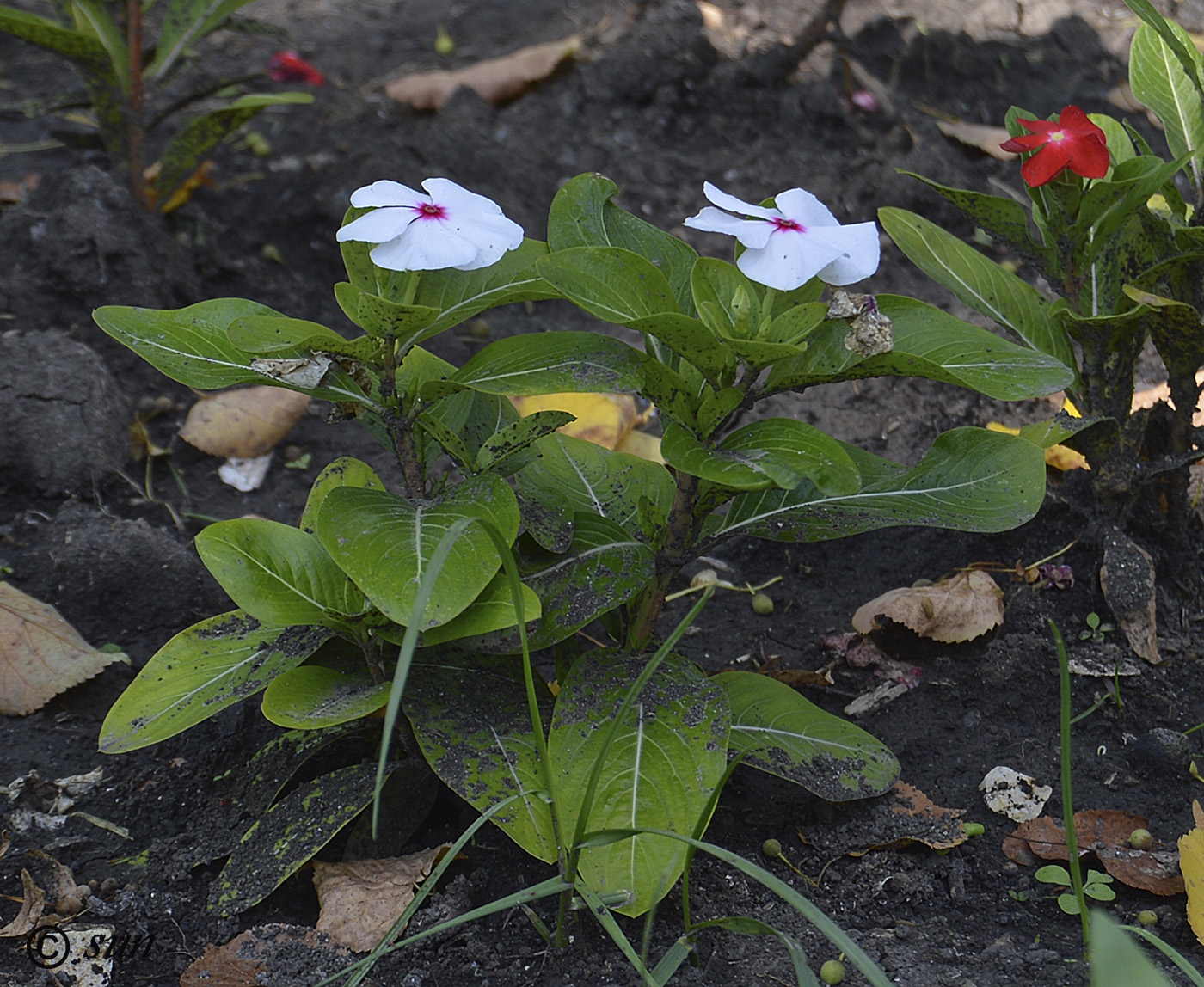 Изображение особи Catharanthus roseus.