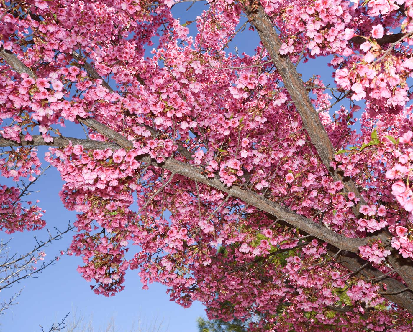 Image of Prunus campanulata specimen.