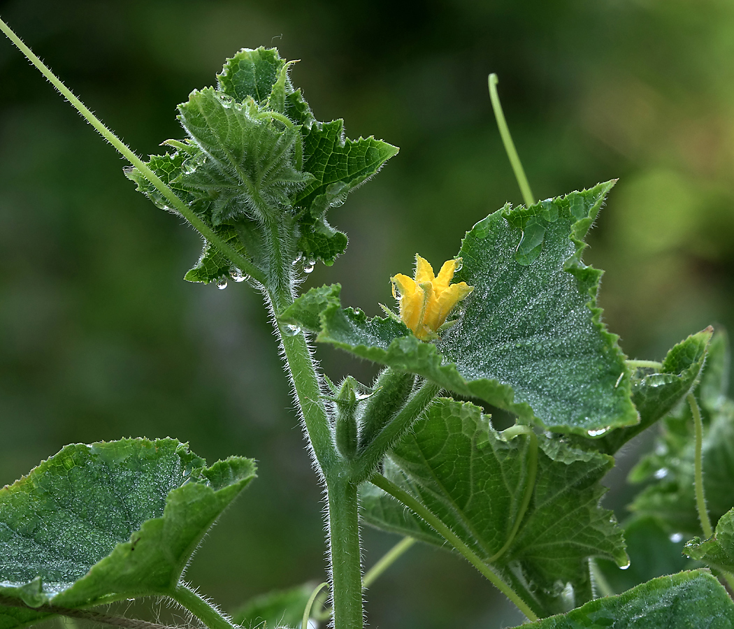 Изображение особи Cucumis sativus.