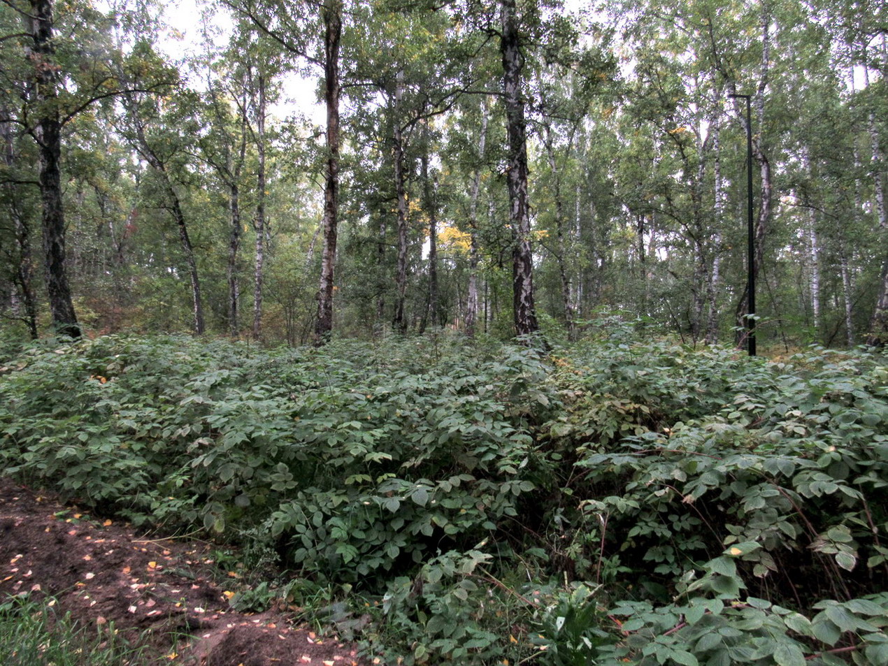 Image of genus Rubus specimen.