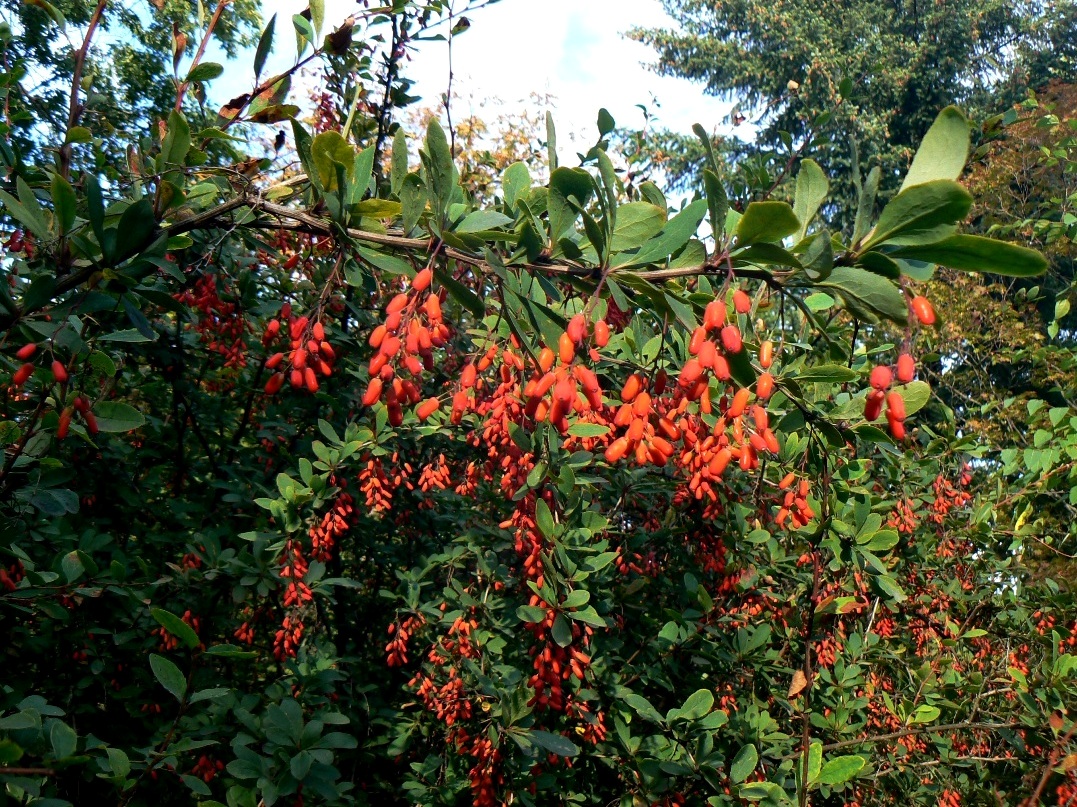 Image of Berberis amurensis specimen.