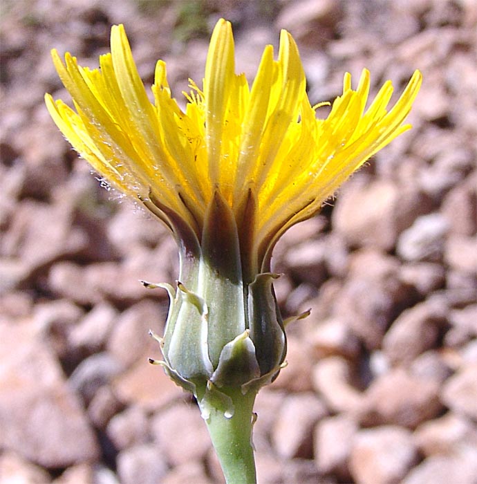 Image of Reichardia dichotoma specimen.